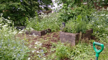 Bellenden Road Nature Garden