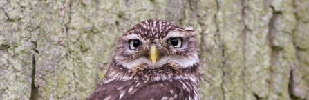 Little owl