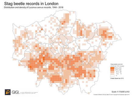 Stag beetle map 2018