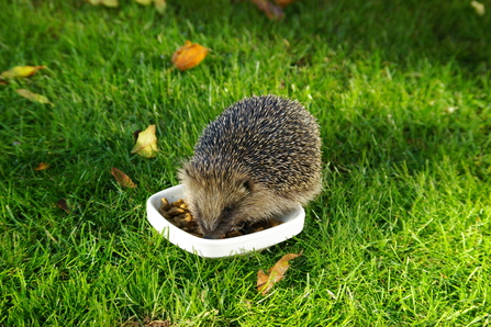 Hedgehog eating 