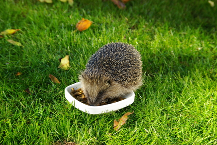 Hedgehog eating