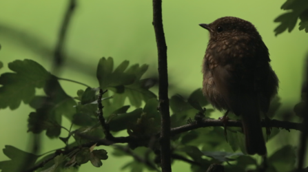 Young robin 