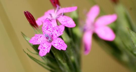 Deptford pink