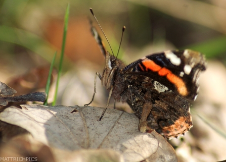 Red admiral butterfly