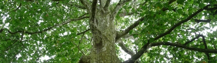 London plane tree