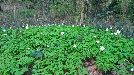 Wood anemones at Biggin Wood