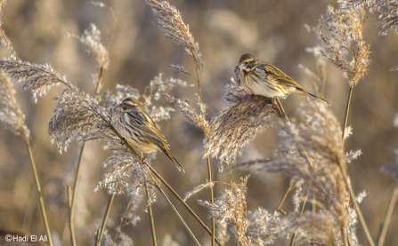 Common reed bunting