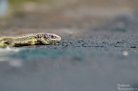 common lizard