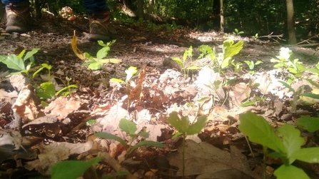 Dulwich Wood oak seedlings