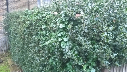 Forest Hill ivy holly hedge