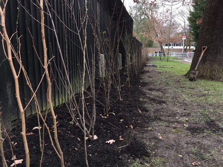 Low Cross Wood Lane Hedge 