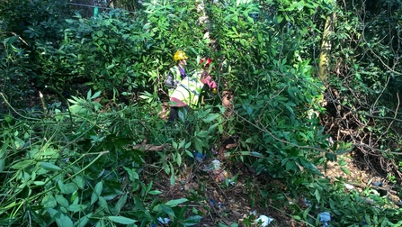 Volunteers clearing cherry laurel