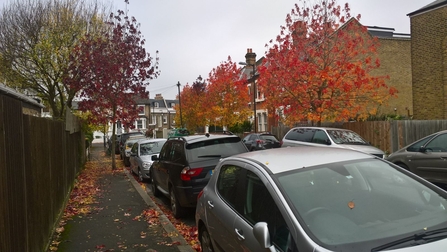 Sweet gum on a Dulwich street