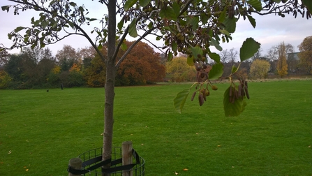 Autumn Alder in Peckham Rye Park