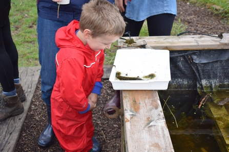 Child looking into pond dipping tray at Walthamstow Wetlands