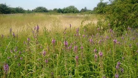 Yeading Brook Meadows - Tom Hayward