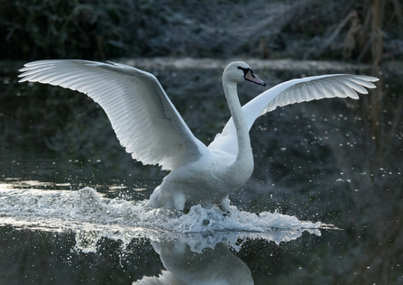 Swan landing in lake