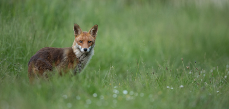 fox in the grass at woodberry wetlands