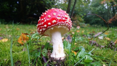 A mushroom with a red cap with white spots, and a pale stem. Fly agaric near Dulwich Wood Photo credit: Sam Bentley-Toon