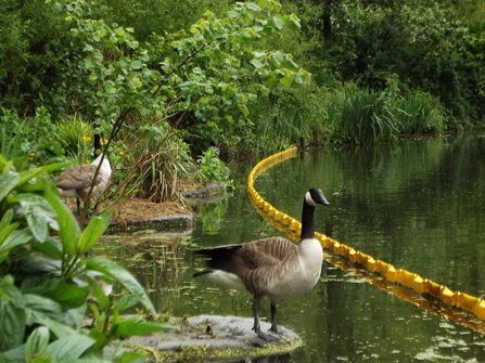 Canada geese on the canal at Camley Street