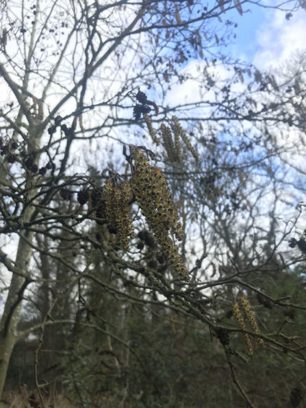 Catkins