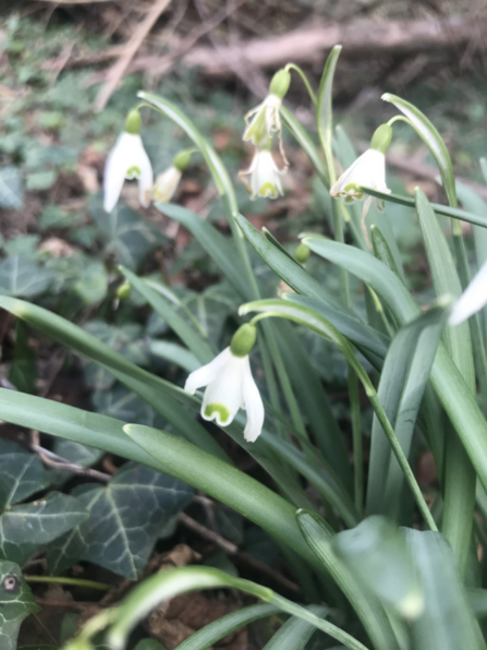 Snowdrops