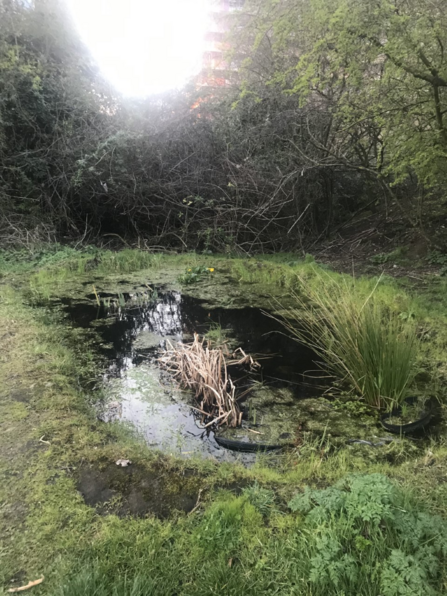 Pond full of frogs and toads