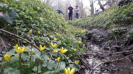 Lesser celandine, Biggin Wood