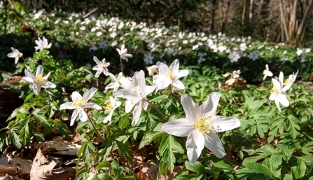 Wood anemone