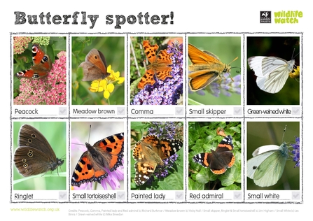 Butterfly spotter sheet