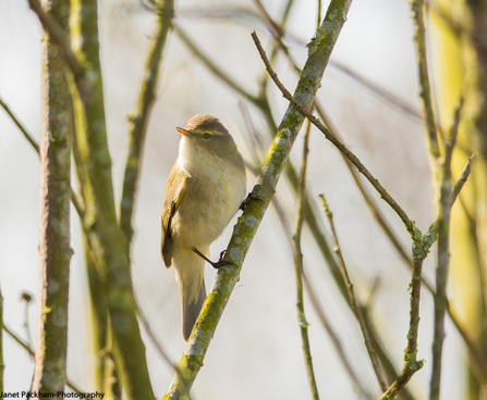 Chiffchaff on branch