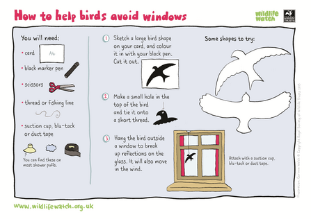 Help birds avoid windows instructions
