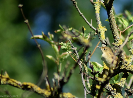 Chiffchaff in tree