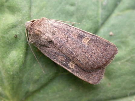 A brown moth, a square spot.