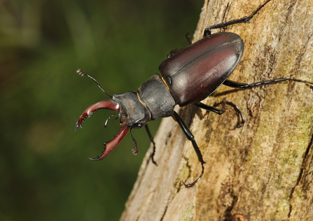 male stag beetle on tree branch