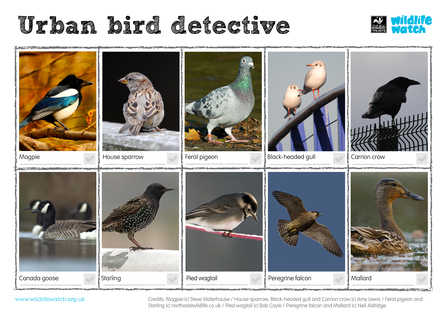 Urban birds spotter instructions