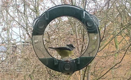 Blue tit on window bird feeder