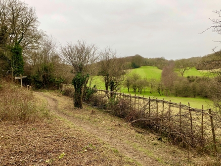 Image of hedge fencing at Brilliant Butterflies project