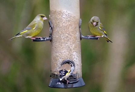 Birds feeding