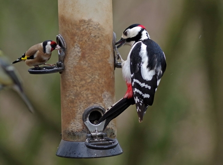 feeding birds