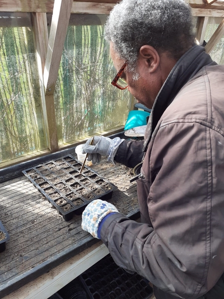 Volunteer planting seeds