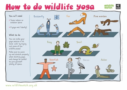 Wildlife yoga instructions