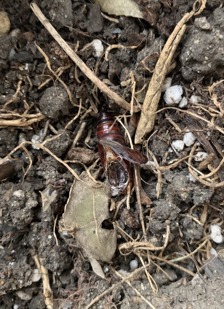 Pupa husk on ground