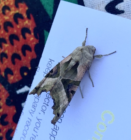 Moth on paper
