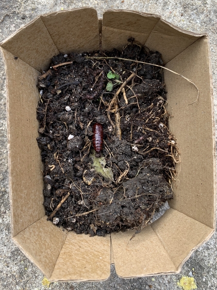 Moth pupa in box