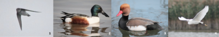  A sand martin, shoveler, red-crested pochard and little egret