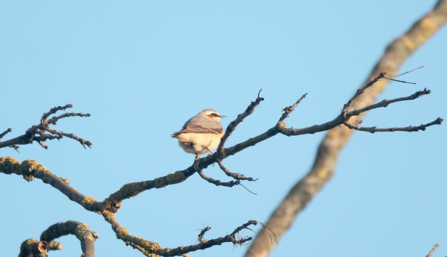 wheatear