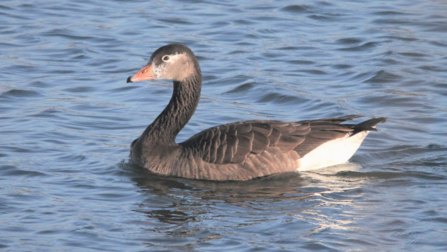 hybrid greylag x canada goose