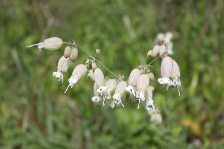 Bladder campion close up