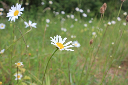 Ox eye daisy in field